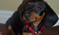 Mini Dachshund. Female. Super cute and is very tiny. She was the pick of the litter and has show dog marketing. Great personality and loves people. Does very well with children, our son pulls on her ears and she just does not care. Great thing about her