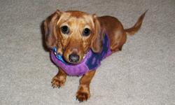 Little Sadie is a love and needs a good home. She is a Red Miniature Dachshund with all her shots and comes with a crate, collar and leash. She is purebred and was purchased from a breeder in November, however, our circumstances require that we sell her.
