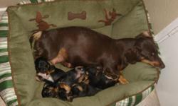 Adorable mini dachshunds black & cream, 4 males $175 and 1 female $200. Available June 28,2011, call or text any questions to 928-920-2098
