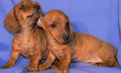 We have been raising smaller Mini Dachshunds for 30 years. Excellent smaller minis raised for small size, good conformation, sweet temperments, and good health. We have males and females available from several litters. Please call 928428-4510 or email us