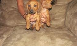 One female one male both reds 8 weeks, papered and have had first shots! Adorable,happy, healthy and ready for good homes!