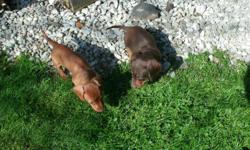 3 FEMALES - 1 MALE ---READY TO GO NOW ---COMES PRE SPOILED --RAISED IN MY HOME FOR 8 WEEKS NOW--GETS ALONG WITH OTHER DOGS-----CHOCOLATE BROWN/TAN , BLACK/TAN , SHADED RED OR WILDBOAR--(MALE OR FEMALE ) --SHOTS AND WORMINGS -DEW DONE --COMES WITH LOTS OF