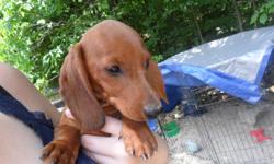 3 registered mini Dachshund puppies left for sale. They are around 4 1/2 months old. One chocolate with pink nose and green eyes that will be about 15-17 lbs full grown, one red about the same size, and one small red that will probably be 9-12 lbs full