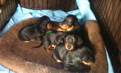very cute,lovable and playful pups
there is 3 girls and 1 boy
full breed mini dachshund
if you want more info or to see them you can email me
