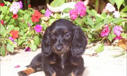 1 Female Long Hair Mini Dachshund born on 8-26-10. UTD on all shots and comes with a health warranty.
CHECKS AND CREDIT CARDS ACCEPTED!
For More Info
Call: 414-418-6073