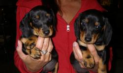 I have 3 adorable black & tan smooth hair pups left. They are 10 weeks old. 2 females & 1 male. They have their 2st shots and have been de wormed. They are very friendly and well socialized and should make excellent pets. They should mature at approx. 11