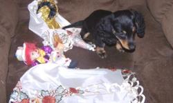Beautiful CKC male puppies.Shots/wormings current. Will be small.I have 2 long hair and 1 smooth coat. Very friendly,social puppies. For more info. call or e-mail.-- bleach6981@aol.com
