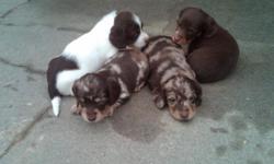 we have four puppies for sale.
three females and one male.
two females are chocolate and tan dapples
one male chocolate and tan dapple
one female choclate pieblad