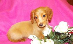 I raise mini dachshunds, they are raised in my home and com pre spoiled, paper trained, and with their shots upto date and wormed every 10 days since birth. I will ship the puppy if nessacary. I have pretty much any color you could ask for. Please get