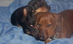 HAVE 2 MINI DASCHUNDS 1 MALE 1 FEMALE 4 1/2 YRS OLD
WOULD LIKE FOR THEM TO GO TOGETHER IF POSSIBLE
GOOD WITH KIDS. PLEASE CALL 515-279-1090 FOR MORE INFO.
ASK FOR BETTY AR LARRY
AKC PAPERS SHOTS ASKING $200.00 FOR BOTH
