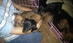 There are seven pups two black and tan and the rest are tri color there is three boys 4girls