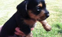 Two black and tan females and one black and tan male available. Puppies will be ready 7/26/11. Mother is a 7lb tan registered mini doxin. Father is a 4lb toy yorkie. Puppies have been raised in a home environment with lots of attention. They are dewormed