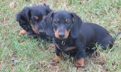 1 smooth 1 silky long hair black and tan. 11 week with puppy shots given. Raised in loving home ready for new loving home. Mom and Dad on Site. Will make great pets. Little cuddle Bugs.