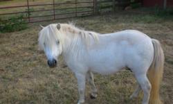 Mini horse for sale-34 in.tall-white-no bad habits-has been a good stud-we are cutting back-please call Janet @561-586-1611