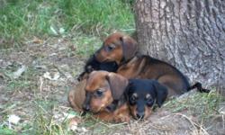 These puppies are feisty, friendly, energetic and cuddly. Their mother is a purebred Jagdterrier, and their father is a purebred short-haired, red, miniature Dachshund. They will be very small dogs. Both breeds are considered hunting animals, so the pups
