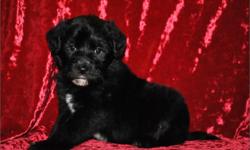 Adorable Mini Labradoodle puppy for sale in South florida. Our Miniature Labradoodles for sale will be much small than the average size labradoodle as a miniature poodle is the father instead of a standard poodle. This puppy is very cute and playful!