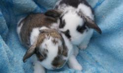 Mini lop babies ready for a good home. Have been handled from the day they were born. Very sweet and pretty. Would make a great pet. We are 7 weeks old and can't waite for a new companion to love. Please leave a message when you call so I can get back