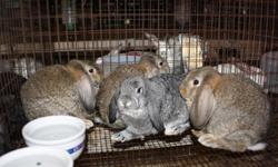 We have Mini Lop Rabbits for sale. They are approximately 10 weeks old. We have a two bucks and two does still available. They are absolutely adorable and each won blue ribbons at the Lincoln County Fair! They have been well loved on so they will make
