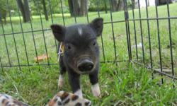 I have 3 mini pigs left. They are about 2 pounds now. I have one female and 2 males left. I have one all black male and the other 2 are black with white socks and a little spot on their heads. They were born June 28 and are potty trained. I have worked