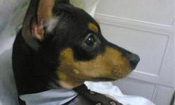 I just a got mini pinscher who is loveable and house trained; unfortunately my previous dog is jealous and trys to attack him. I would love to find a good for home for him. He is great with children and he is the perfect house dog. He deserves a great