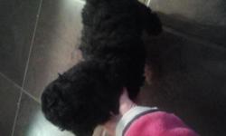 Female black 25% multese and 75% poodle. playful and sweet. loves to cuddle. born sept 22.