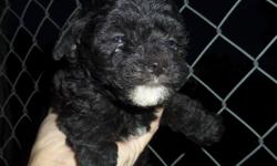 Ready for Christmas&nbsp; mini poodle&nbsp; 9 to 12 lbs&nbsp; tails docked, dew claws removed, Vet checked, utd on vac's
for more info please call Ky Lake Doodles&nbsp; --
Blacks&nbsp; $500&nbsp;&nbsp; chocolate $600