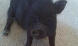 For Sale - 6 month old, male, Mini Pot Belly Pig. Black in color with a white tip on the tail and touches of white on his hoofs. Very good natured, only weighs around 9 lbs. He has not been neutered yet as our vet didn't want to neuter him until mid