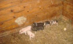 2 Beautiful litters of piglets, 12 total. DOB 8/5/12. Ready to go now to bottlefeed to gentle and very easy&nbsp;to litterbox train! Make great pets, very smart and loyal. 2 Solid white, Black/white combinations. Females $150, males $100, price reduction