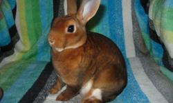 We have 2 Mini Rex bunnies for sale! 2 Broken Castors (buck & doe - $25 each). Mini Rex are best known for their soft, velvety fur & their small size, getting no bigger than 4 1/2lbs full grown.
If interested please email me or call (318) 387-4600 & ask