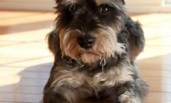 I have a 5 year old male mini schnauzer that I need to find a home for. I have a 2 year old son and he is just not good with him. He is black and white, neutered and up to date on vaccinations. He is also house training and knows basic commands like sit