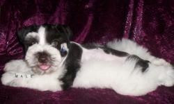 akc registered
last (male mini schnauzer) super coat.
d.o.b.&nbsp;&nbsp;&nbsp; 03/29/12
color: dark choco/white
utd on shots, deworming, tail and dew claw removed.
parents are 5 and 7 pounds.....
for more info contact cindy @ --
located in san benito tx.