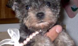 Just now 8 weeks old and ready for a loving home...
One female Mini Schnauzer ....black and silver...
,,,,,,,,,,,On the tiny side...extremely darling and cute.....
***********100% NON SHEDDING***********
Vaccinated and dewormed also.
Smart and also