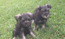 Mini Schnauzer puppies black/salt&pepper (two females) for sale. &nbsp;CKC registered. &nbsp;They are 10 weeks old have up to date shots as of 10/11/12. &nbsp;If interested please ask for Norma at --.
