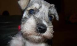 2 female 1 male mini schnauzer puppies in Norman. Will be ready to go on 5-18-11. s/w dc and tails. 350 for females 300 for male. Male and one female are platinum, other female is salt and pepper. P.O.P please call 701-3241 for more info.