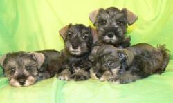 Raising Mini Schnauzers for 20+ years. Four classic salt & pepper male puppies ready for adoption. Price of $300 each includes all shots current, registration papers and pedigrees, written health records with vaccine lables attached, and a health