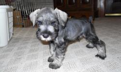 We have 1 puppy, black and silver female. Raised in a home with love and care. Dew claws gone, tail docked and 1st worming done. Played with by grandchildren as young as 3 years old and so well behaved. AKC registered litter and parents. Waiting for a