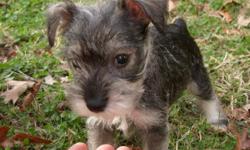 Breed: Miniature Schnauzers
Ages: 6 wks
Color: Black, silver, white
Weight: under 20 lbs
Both parents ON SITE! Mother is black toy size full-blooded 8 lb schnauzer; Dad is silver miniature approx 17 lbs.
I have 3 pups and they will be ready to move next