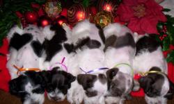 Age:Young
Offered by:OwnerDescription
registered parti schnauzers
DOB 10-24-10
3 males & 2 females
(in color their seems to be:)
1 black and white (female)
1-tiny super dark brown & white (female)
1 brown and white (male)
2 very dark brown and white