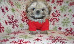 GORGOUS TINY MALE SHIH TZU, WORMED, SHOTS, FLUFFY THICK NONSHED COAT, PEE PAD TRAINED, KENNEL TRAINED, WELL SOCIALIZED DAILY WITH FAMILY AND OTHER PETS, RAISED IN A CLEAN ENVIRONMENT NEVER BEEN OUTSIDE, HE HAS ALL THE SHOW QUALITIES OF A SHIH TZU,READY