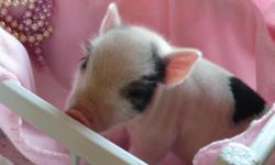 FREE CHRISTMAS SHIPPING! Micro Mini Miniature Teacup PIGS for sale-Litter is due December 3, 2010. Reserve yours now go to: www.kimskreaturekomforts.com and sign up to get the first photos of the newborns e-mailed to you. The parents are 12? and 10? tall.