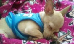 mini toy chiwawa named prince needs a loving home in house and outside puppie goes on doggie potty pads. Moving and traveling to much for the puppie im so sad but had shots and is a baby only 3 pounds and can fit in purse if serious and want him call me