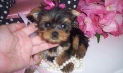 I have stunning pedigree Miniature Yorkshire Terriers for sale. They have wonderful temperaments and have been socialised with children and other puppies from different litters.
Our puppies come with a Veterinary Health Certificate and First Vaccination.
