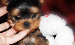 Yorkshire Terrier, Male, $575.00 2 MONTHS OLD, MINI PUP, FULL BREED, HAS BEEN GIVEN FIRST MULTIPLE SHOT, DEWORMED MORE DETAILS AT....AT 619-4084214