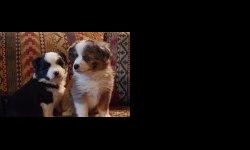 I have a litter of Miniature Aussie puppies.&nbsp; They are up to date on shots and deworming, they are ready to go.&nbsp; Both males and females available.&nbsp; I am getting 350-500 pending on color.&nbsp; These pups make fantastic family dogs and are