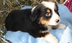 We have some beautiful mini Aussie puppies.&nbsp; Tri colors and merles.&nbsp; I have put sample photos for you but call for availability.&nbsp; They have had 2 puppy shots, wormed, and vet checked.&nbsp; They also come with a year health guarantee.&nbsp;
