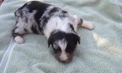 I have a litter of puppies that will be ready for Valentine's Day, a deposit will hold puppy of your choice. A red merle male, a blue merle male and three blue merle females all have blue eyes. ASDR registered. Parents on site, up to date with shots and