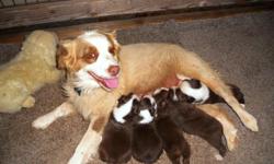 Red-Tri Mini Aussies
Born 7/29/11
1 Girl, 1 Boy Available
Ready for new homes. Has 1st puppy shot and worming
Dam: Kuntz?s Trixie Lou
Sire: Celebritywards Party like a Rockstar
Contact # 209-786-2334