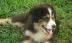 We have 3 beautiful Male Miniature Australian Shepherd Pups
They are UTD shots, wormed, dew claws and tails.
They are Continental Kennel Club.
Father is red Merle, mom is Black Tri.
Their size approx. will be 16" tall and weight about 30 to 35 lbs.
We