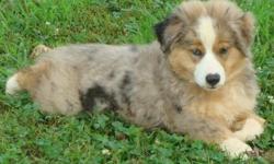 We have 2 male Miniature Australian Shepherd Pups
They are 15 weeks, UTd Shots, wormed, tails and dew claws
They are partially house trained and leash trained.
They are well behaved and extremely intelligent, not to mention beautiful.
They are continental