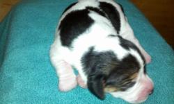 Hello~WE have 5 beautiful mini beagle puppies for sale. Born on July 4, 2011 and should be ready to go to their forever homes on August 29, 2011. Reserve your puppies now. Apri Registered, both parents on site. We have 3 girls and 2 boys. All tri colored.